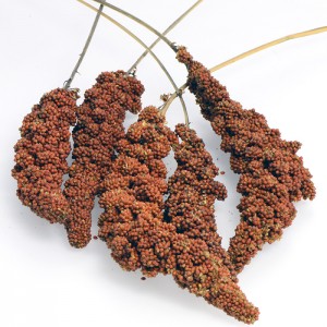 Panico in Grappoli Rosso Francia